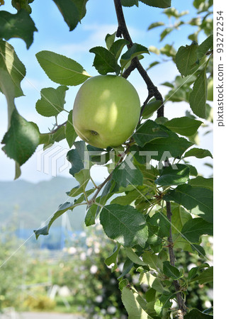 Blue apple Blue apple 93272254