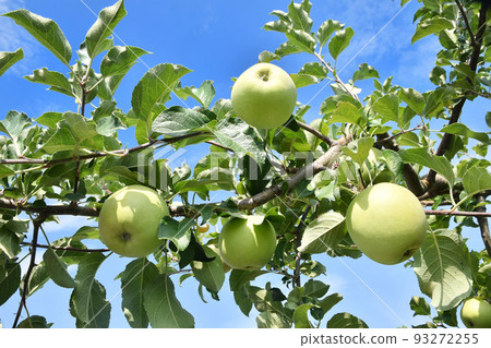 Blue apple Blue apple 93272255