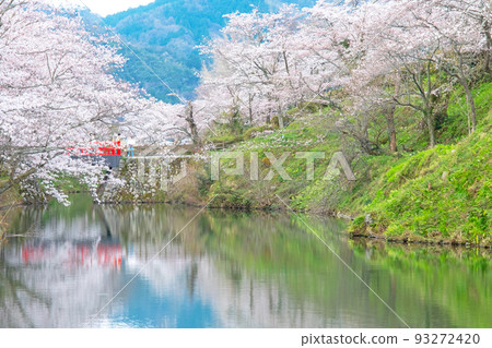 Spring scenery of Shikano Castle Ruins Park 93272420