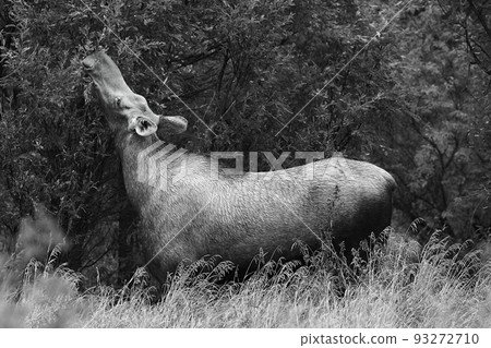 Wild moose roaming in search of food Wild moose roaming in search of food 93272710