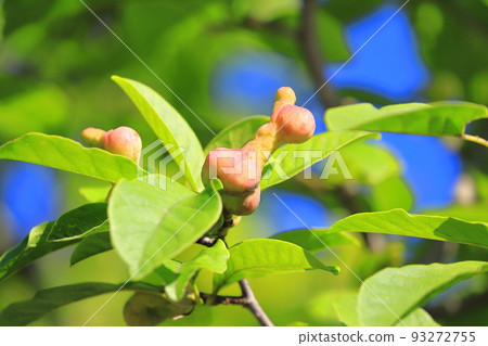 Colored magnolia kobus fruit 93272755