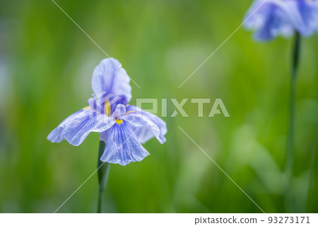 開花在雨季的日本鳶尾花 開花在雨季的日本鳶尾花 93273171
