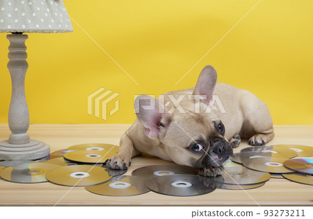 A purebred sad French bulldog with a cheerful muzzle against a yellow wall under a cozy vintage lamp with a green lampshade lies on music discs, poses straight to the camera from horizontal position. A purebred sad French bulldog with a cheerful muzzle against a yellow wall under a cozy vintage lamp with a green lampshade lies on music discs, poses straight to the camera from horizontal position. 93273211