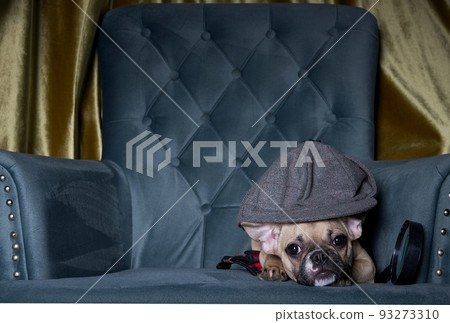A dog breed French bulldog, in the form of a detective, lies in the corner of a cozy chair in a gray cap, and next to it is a magnifying glass. A dog breed French bulldog, in the form of a detective, lies in the corner of a cozy chair in a gray cap, and next to it is a magnifying glass. 93273310