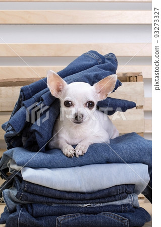 A small purebred white chihuahua dog with funny eyes and muzzle has a rest under different coloured jeans next to the structure wooden wall at the alpine farm house and posing smiling to the camera. A small purebred white chihuahua dog with funny eyes and muzzle has a rest under different coloured jeans next to the structure wooden wall at the alpine farm house and posing smiling to the camera. 93273327