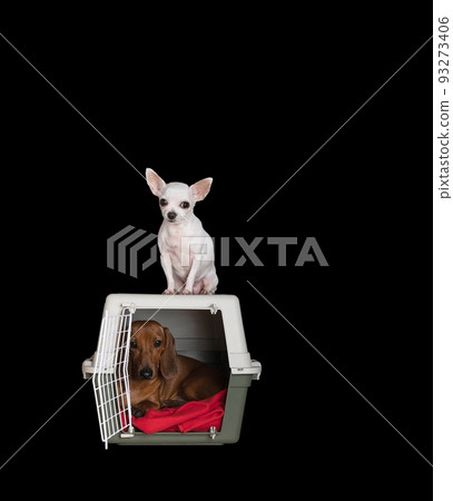 The process of transporting dogs - a chihuahua dog sits on a large plastic container, inside which lies a dachshund dog with a sad look and looks through a closed lattice door The process of transporting dogs - a chihuahua dog sits on a large plastic container, inside which lies a dachshund dog with a sad look and looks through a closed lattice door 93273406