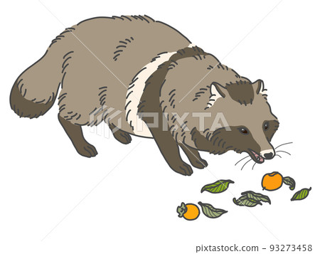 浣熊吃柿子的插圖 浣熊吃柿子的插圖 93273458