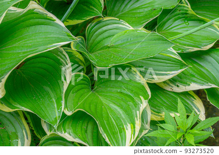 Kiboushi leaf with lush green leaves Kiboushi leaf with lush green leaves 93273520