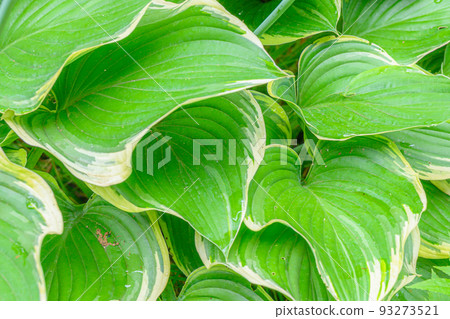 Kiboushi leaf with lush green leaves 93273521