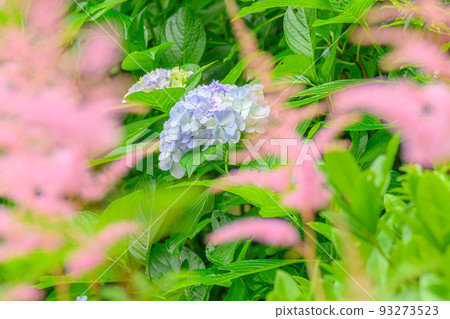 Hydrangea, pale purple June, hydrangea Hydrangea, pale purple June, hydrangea 93273523