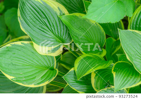 Kiboushi leaf with lush green leaves Kiboushi leaf with lush green leaves 93273524