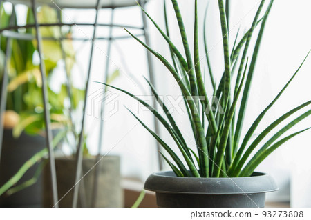 Foliage plants Life with plants 93273808