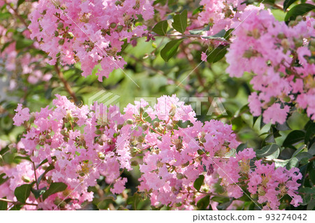 桃紅色縐綢桃金孃 93274042