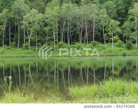 綠意盎然的木曾綾目公園池塘 93274168
