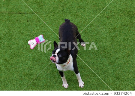 Mighty, a Boston terrier, sticks out his tongue and looks up cutely at a toy hanging on a string at a dock run in Yuzu no Sato Moroyama Town. 93274204
