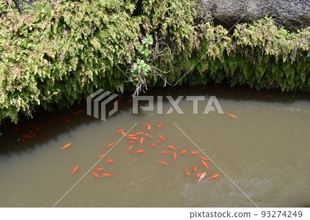 神奈川縣鎌倉市錢洗弁天金魚 93274249