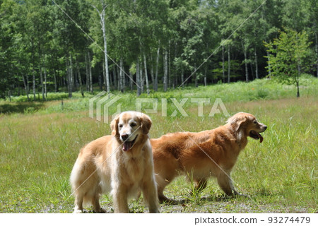 A golden retriever walking on the highlands in summer 93274479