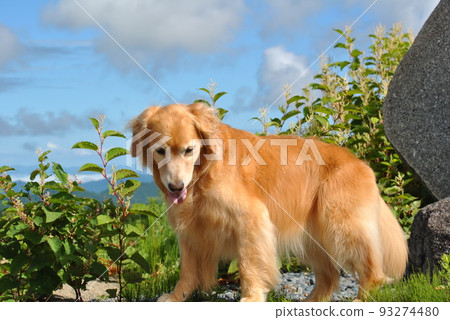 summer sky and dog summer sky and dog 93274480