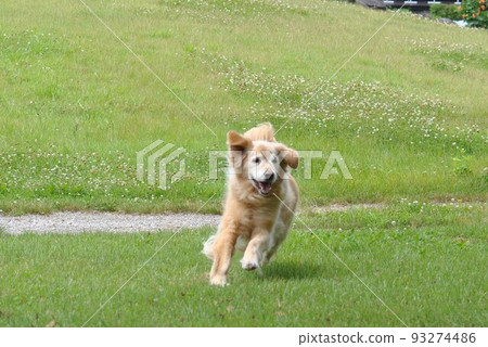 happy running dog 93274486