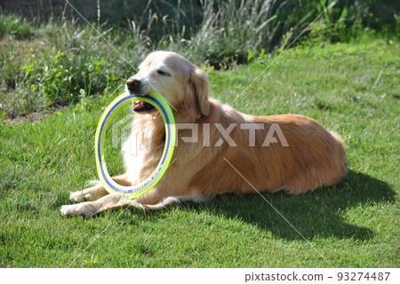 A dog holding a frisbee in a dog run 93274487