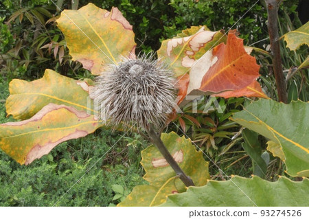 沼澤班克西亞 沼澤班克西亞 93274526