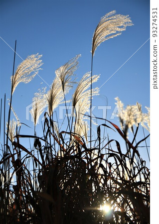 Ears of pampas grass swaying in the wind in the autumn meadow 93274531
