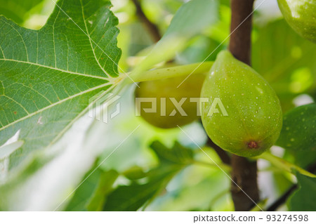 Figs grown in a rural home garden Figs grown in a rural home garden 93274598