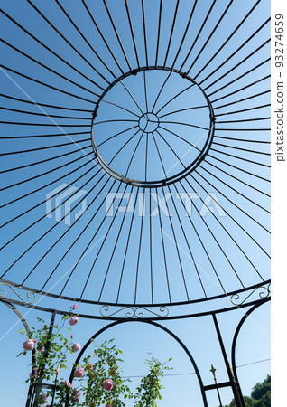 English garden rose 93274659