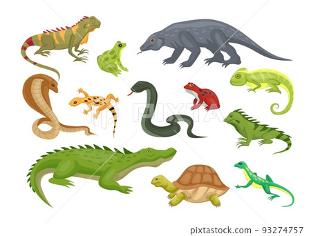 Wild reptile. Amphibian and lizard. Tropical reptilian. Green crocodile and turtle. Isolated iguana or gecko. Salamander animal. Cobra snake. Alligator or caiman. Vector illustration reptilians set 93274757