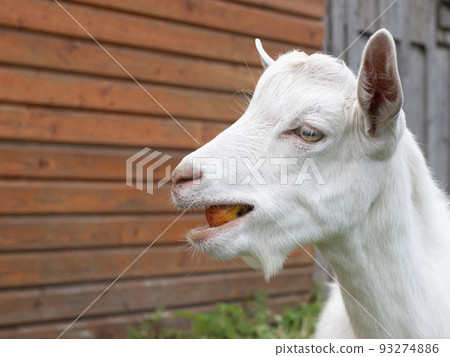 Young white goat is chewing an apple. Cute cud-chewing animal on a farm Young white goat is chewing an apple. Cute cud-chewing animal on a farm 93274886