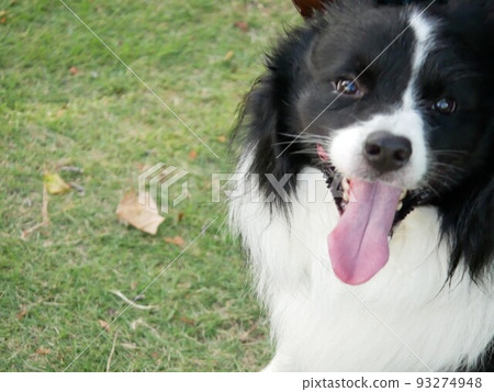 happy border collie in the park 93274948