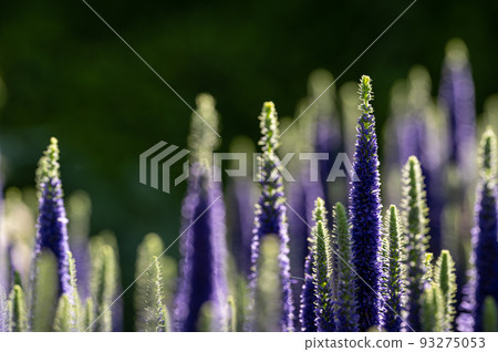 紫花鍬蟲 紫花鍬蟲 93275053
