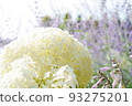  hydrangea 93275201
