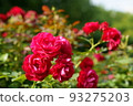 A red rose 93275203