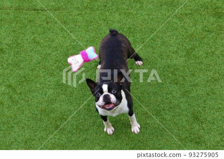 在柚子之裡毛呂山町的碼頭上,一隻波士頓梗犬 Mighty 抬頭看著掛在繩子上的玩具,露出可愛的微笑♡ 在柚子之裡毛呂山町的碼頭上,一隻波士頓梗犬 Mighty 抬頭看著掛在繩子上的玩具,露出可愛的微笑♡ 93275905