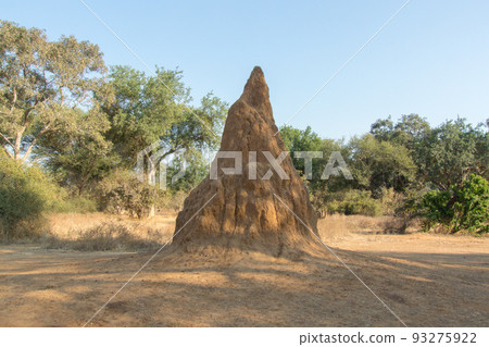 Anthill in Lower Zambezi National Park, Zambia Anthill in Lower Zambezi National Park, Zambia 93275922