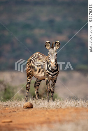 Grevy zebra stands on horizon eyeing camera Grevy zebra stands on horizon eyeing camera 93276218