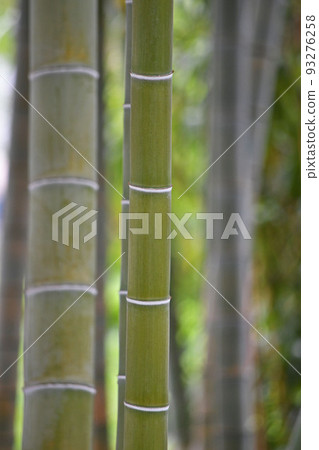 Bamboo grove Bamboo grove 93276258