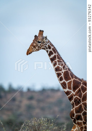 Reticulated giraffe standing under clear blue sky 93276342