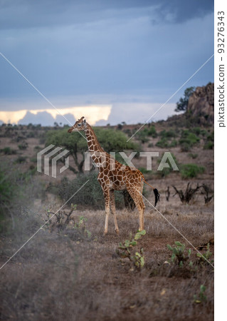 Reticulated giraffe stands among cactuses in profile Reticulated giraffe stands among cactuses in profile 93276343