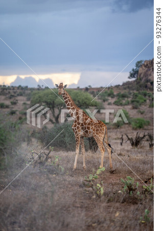 Reticulated giraffe stands among cactuses watching camera Reticulated giraffe stands among cactuses watching camera 93276344