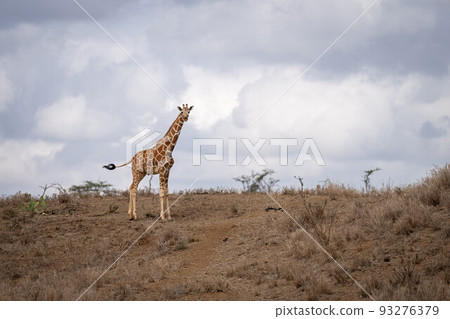 Reticulated giraffe stands in savannah swinging tail Reticulated giraffe stands in savannah swinging tail 93276379