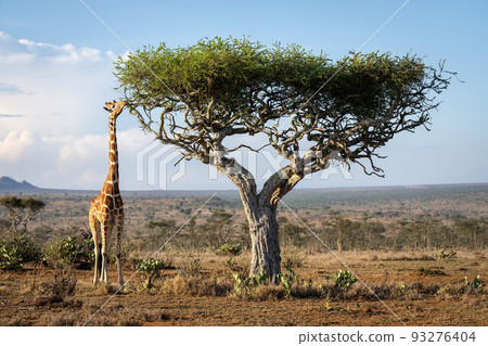Reticulated giraffe stands stretching neck to branch Reticulated giraffe stands stretching neck to branch 93276404