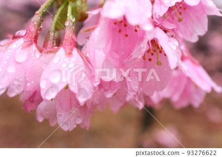 城崎櫻花粉紅色櫻花濕潤雨滴特寫 93276622