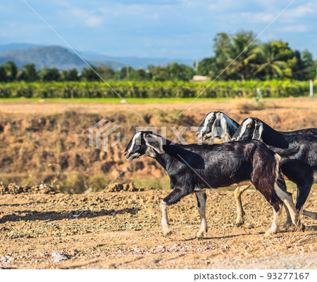 Beautiful summer landscape. Graceful black white goats glossy coats running clay path, green grassy field meadow mountains blue sky clouds. Cute farm animals care. Open air rustic village lifestyle Beautiful summer landscape. Graceful black white goats glossy coats running clay path, green grassy field meadow mountains blue sky clouds. Cute farm animals care. Open air rustic village lifestyle 93277167