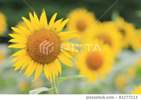 Sunflowers blooming towards the sky Large sunflowers Sunflowers 93277213