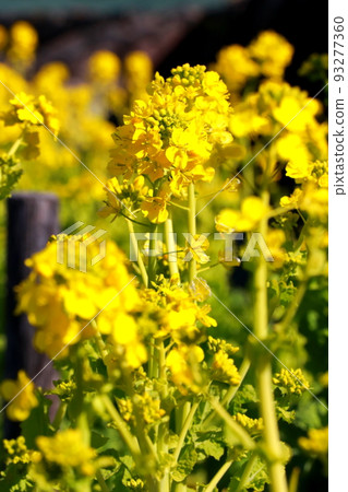 春天的到來，油菜花盛開 93277360