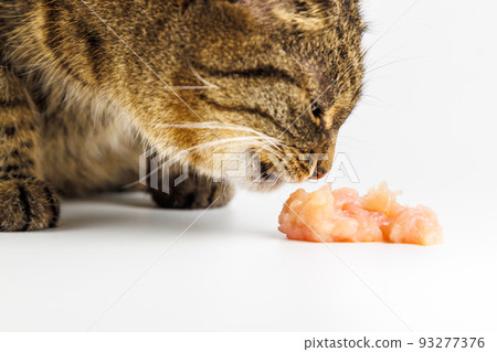 tabby cat eating raw chicken meat on white background tabby cat eating raw chicken meat on white background 93277376