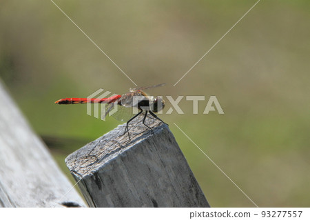 Dragonfly in Odaiba, Tokyo 93277557