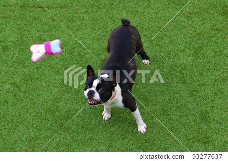 Mighty，一隻波士頓梗犬在柚子之裡諸山町玩耍時可愛地抬頭看著掛在繩子上的玩具 93277637